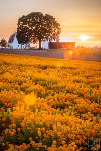 Wallflower Sunset