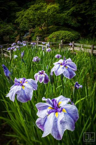 Blooming Iris