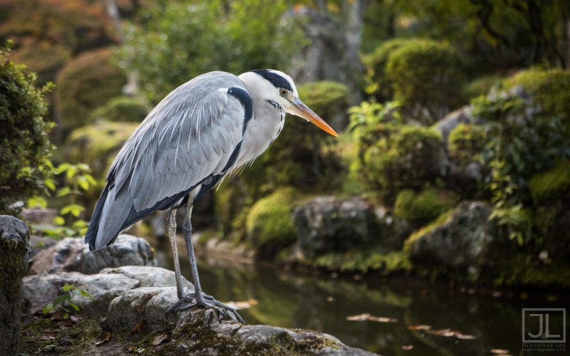 Gray Heron