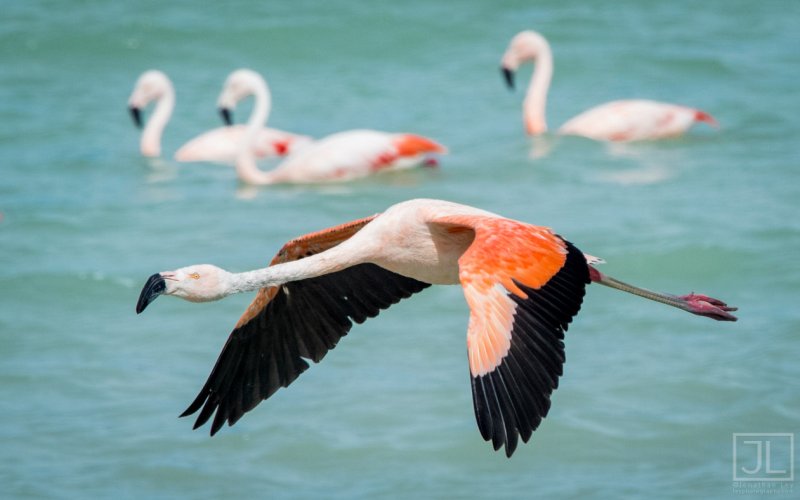 Chilean Flamingo