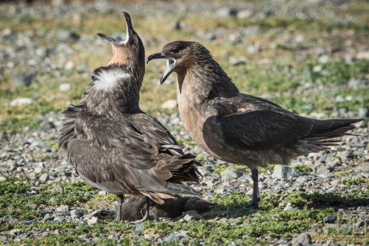 Chilean Skuas