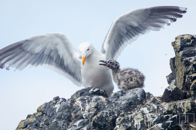 Western Gull and chick